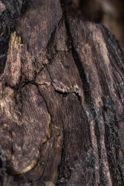 Eski ağaç kabuğunun çatlaklara, tabakalara ve koyu beneklere yakın görüntüsü.