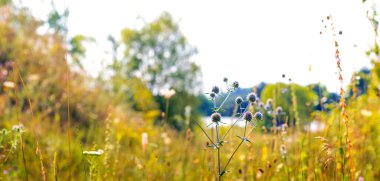 Çiçekli taç serratula (Serratula coronata) çeşitli otlar arasında bulanık doğal bir arka plana karşı