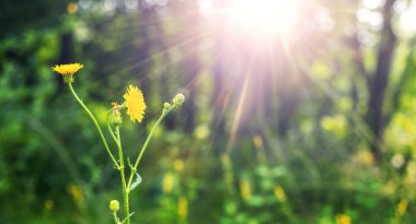 Çiçek açan tarlada parlayan güneş ışığı (Sonchus arvensis) yeşil çimenler ve bulanık ağaçların arasında