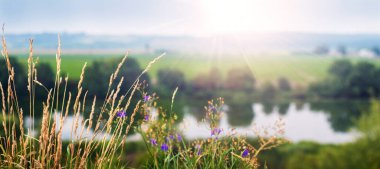 Çimenler arasında narin mavi kır çiçekleri Bulanık bir arazide bir nehir ve güneş ışığı