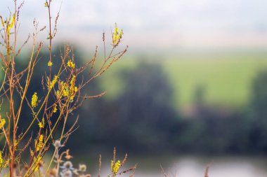 Bulanık doğal arka planda küçük sarı yonca çiçekleri.