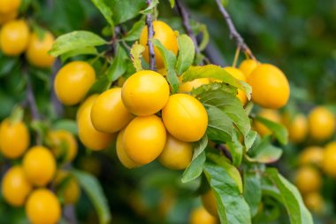 Olgun sarı erik meyveleri yeşil yaprakların arasında bir dalda