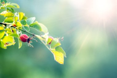 Bulanık arka planda parlak yeşil yapraklı olgun gül kalçaları.