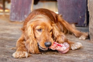 Kırmızı cocker spaniel, ahşap zeminde büyük bir kemiği kemiriyor, yakın plan.