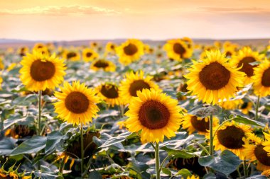 Sonu gelmeyen ayçiçeği tarlası ılık altın tonlarıyla aydınlık bir akşam gökyüzüne doğru uzanıyor. Bolluk ve yaz sıcaklığının sembolü.