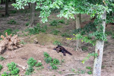 Kahverengi ayı, yeşil ağaçlar ve otlarla çevrili gölgeli bir ormandaki toprak tepeciğine yayılmış huzur ve yaban hayatının sükuneti ve sükuneti.