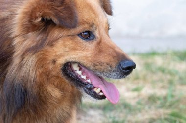 Açık ağızlı ve pembe dilli, başıboş bir köpeğin ağızlık yakın çekim, kahverengi gözleri, bulanık yeşil bir arka plana dikkatlice bakıyor