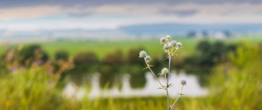 Düz denizin zarif çiçekleri yeşil bir çayırın bulanık arka planına karşı ve bulutlu gökyüzünün altında sakin bir su, doğal manzaranın sessiz ve melankolik bir havası