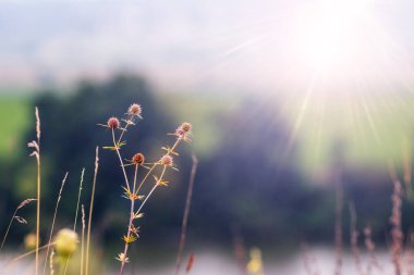 Bulanık güneş ışığına karşı Eryngium kampı ya da Alan Eryngo sapları