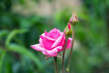 Bulanık yeşil arka planda tomurcukları olan pembe gül.