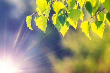 Yumuşak bahar güneşinin aydınlattığı ince bir dalda narin yeşil huş yaprakları.