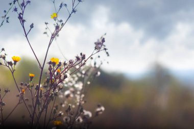 Pikris hiyeracioides 'in küçük sarı çiçekleri ya da bulanık manzaraya karşı Hawkweed Oxlanguage