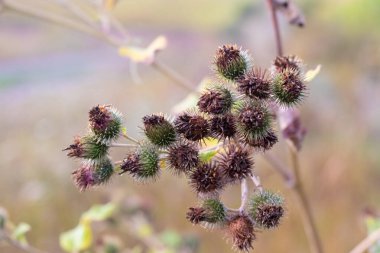 Büyük Burdock (Arctium lappa), Yünlü Burdock (Arctium tomentosum), ya da Küçük Burdock (Arctium minus) yakın plan