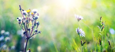 Dar yapraklı Şahin Sakalı 'nın (Crepis Sektorum) çiçek başları tohumlar ve güneşli bir çayırda çiçek açan Koyun ısırığı (Jasione montana)