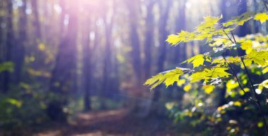 Yumuşak sabah ışığı, bir orman manzarasındaki akçaağaç yapraklarının arasından süzülüp bir sükunet ortamı yaratır.