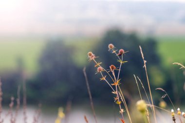 Ön planda tüylü cilt bakımı ve bulanık nehir manzarası olan yabani otlar.
