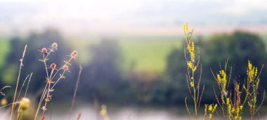 Yumuşak sabah ışığı, bulanık arka planda ön planda, nehir ve ormanın olduğu çimenleri aydınlatır.