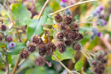 Yeşil yaprakların arasındaki bir bitkinin üzerindeki kuru dikenli dulavrat başları.