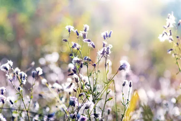 Güneşli bir çayır üzerinde tüylü tohum başları, yumuşak ışık ve bulanık doğal arka plan, yaz sonu atmosferi