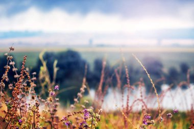 Yabani çim tarlası çiçekleri ön plan yumuşak arka plan bulanık kırsal manzara bulutlu gökyüzü atmosferi sükunet