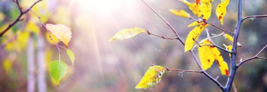 Sabah güneş ışınları sonbahar yapraklarının dallarını kırıp yumuşak, büyüleyici sonbahar ormanlarını yaratıyor.