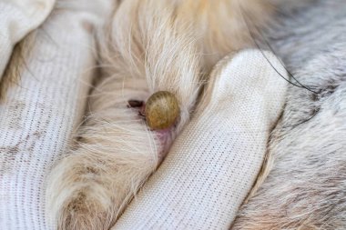 Hayvan kürküne gömülü bir kene, parazitlerin evcil hayvan sağlığı tehdidini ve zamanında korunmanın önemini gösteriyor.