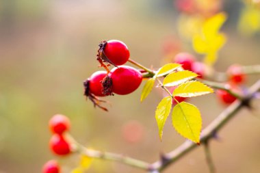 Parlak kırmızı böğürtlenli ve sarı sonbahar yapraklı gül ağacı, yumuşak ve bulanık bir arka planla, sonbaharda doğanın güzelliğini vurgular.
