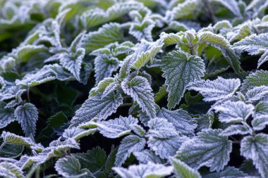 Şafak vakti soğuğa bulanmış ısırgan yaprağı soğuk, huzur ve kış sabahının doğal güzelliği atmosferini oluşturur.