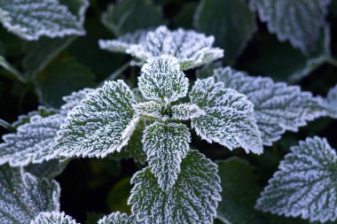Buzla kaplı ısırgan otlarının yakın çekimi, karmaşık dokular ve buz kristalleri sergiliyor, bir kış sabahının güzelliğini ve soğuğunu yansıtıyor.