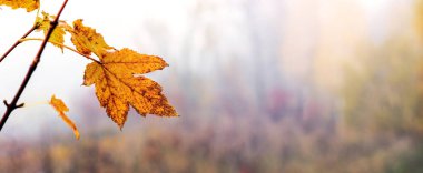 Canlı sarı akçaağaç yaprağı dalları sonbahar sisli ormanlar yakın doğa güzelliği sabah vakti atmosfer