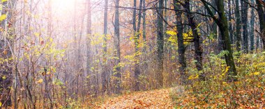 Altın sonbahar ormanı güneş ışığıyla aydınlatılır. Düşen yapraklarla kaplı yol, doğa, sükunet, değişen mevsimler, yürüyüş.