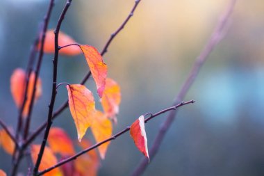 Sonbaharda ağaç dallarında parlak portakal yaprakları, yumuşak güneş ışığı, bulanık arka plan, doğa, değişen mevsimler, sükunet.