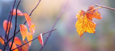 Dallardaki parlak sonbahar yaprakları, bulanık arka planda duruyor, altın sonbaharın güzelliğini ve zengin renklerini yansıtıyor.