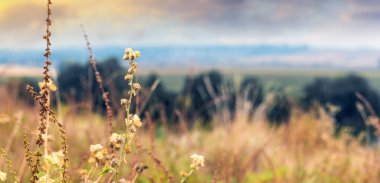 Önünde vahşi bitkiler olan bir nehrin üzerinde gün batımı doğal bir yaz manzarasının ılık ve yumuşak atmosferini yaratıyor.