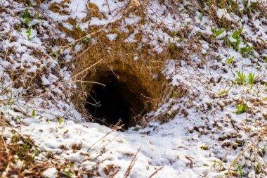 Bir hayvan yuvası girişine yakın çekim. Kış ormanındaki karlar ve kuru otlarla çevrili bir gölgede kaybolmuş.