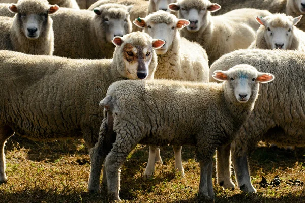 Wolf in sheep\'s clothing hiding among a flock of sheep.Concept photo of  those playing a role contrary to their real character with whom contact is dangerous, particularly false teachers.