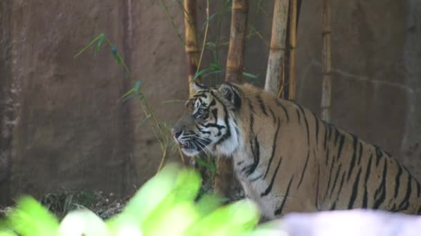 Tiger Panthera Tigris Searching Pray Tiger Largest Living Cat Species — Stock Video