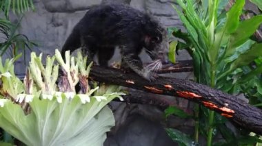Binturong ayı (Arctictis binturong) Güney ve Güneydoğu Asya 'da yaşayan canlı bir kedi. Boşluğu kopyala