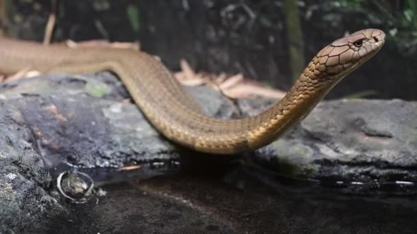 King Cobra Snake Ophiophagus Hannah Species Endemic Jungles South East — Stock Video