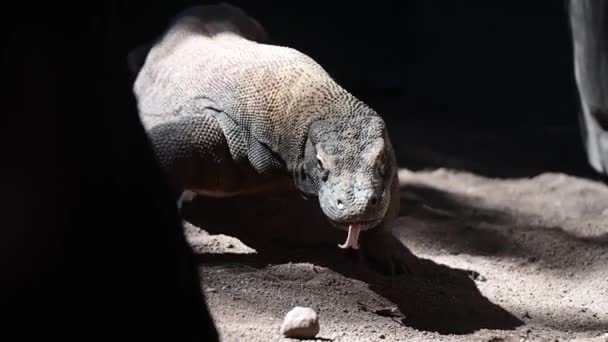 Komodo Naga Memantau Kadal Memasuki Gua Tidak Ada Orang Salin — Stok Video