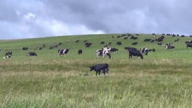 Large herd of many black and white dairy and beef cows cattle  grazing on a hill in Northland, New Zealand.