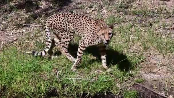 Cheetah Solitario Che Cammina Nella Savanna Cerca Prede — Video Stock