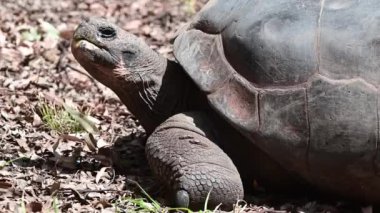 Büyük kadın Galapagos Kaplumbağa portresi. 