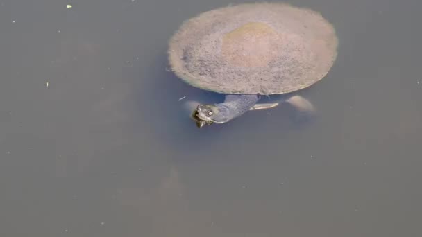 Eastern Long Necked Turtle Chelodina Longicollis Snake Necked Turtle Water — Stock Video