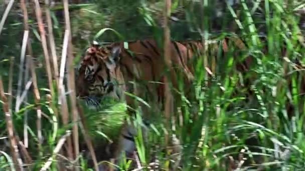 Stor Hane Sumatran Tiger Jakt Utomhus — Stockvideo