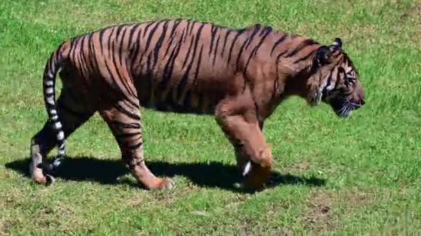 Büyük Erkek Sumatra Kaplanı Yeşil Çimlerde Yürüyor — Stok video