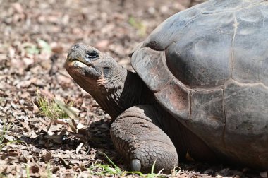 Büyük dişi Galapagos dev kaplumbağa (Chelonoidis niger) portresi.