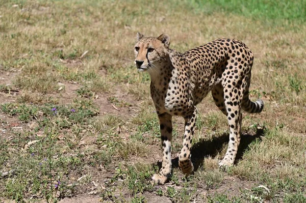 Samotny Samiec Cheetah Acinonyx Jubatus Jest Dużym Kotem Pochodzącym Afryki — Zdjęcie stockowe