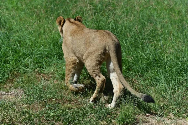 Vista Trasera Del Cachorro León Panthera Leo Acechando Presas — Foto de Stock