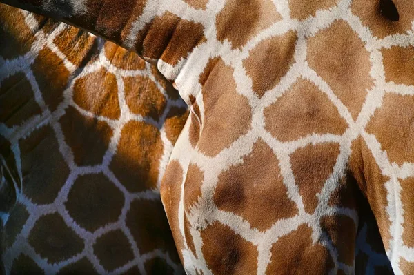 两只长颈鹿的皮肤和毛皮的抽象背景和质地 — 图库照片